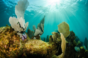 diving grace bay beach