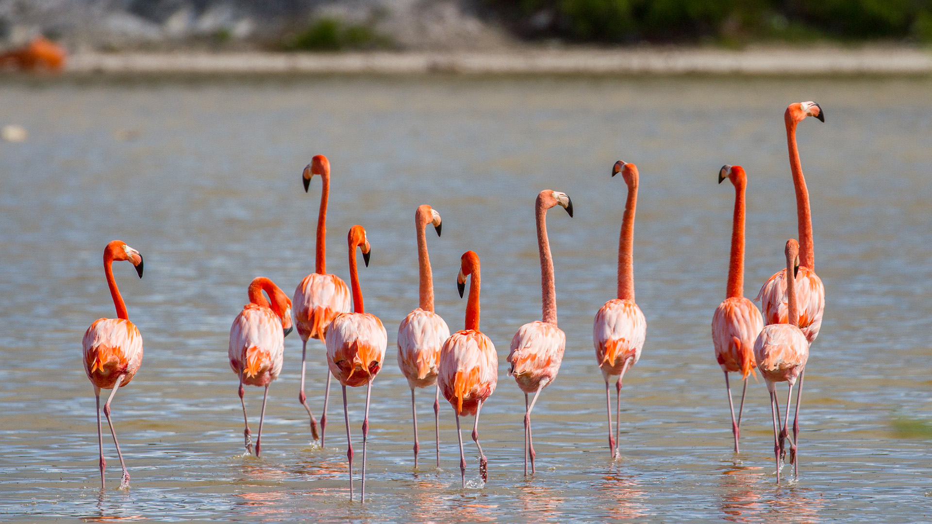 Turks and Caicos Flamingos