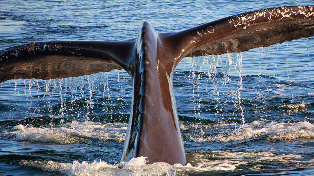 Humpback Whales in Turks and Caicos