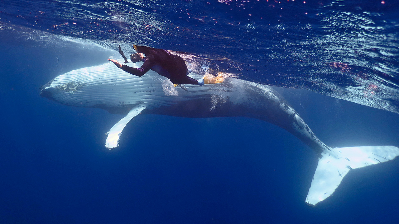 Snorkeling with Humpback Whales in Turks and Caicos